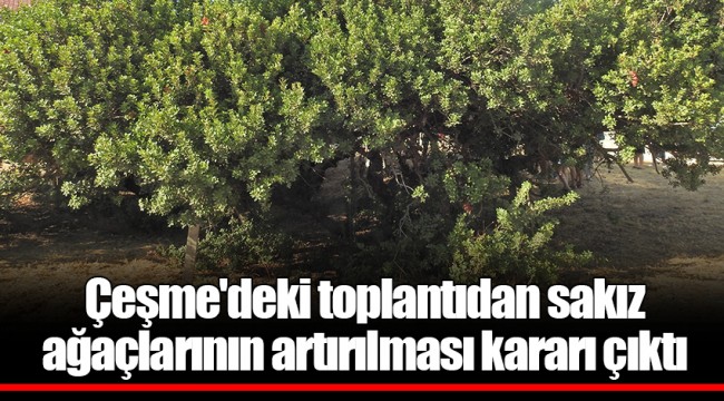Çeşme'deki toplantıdan sakız ağaçlarının artırılması kararı çıktı