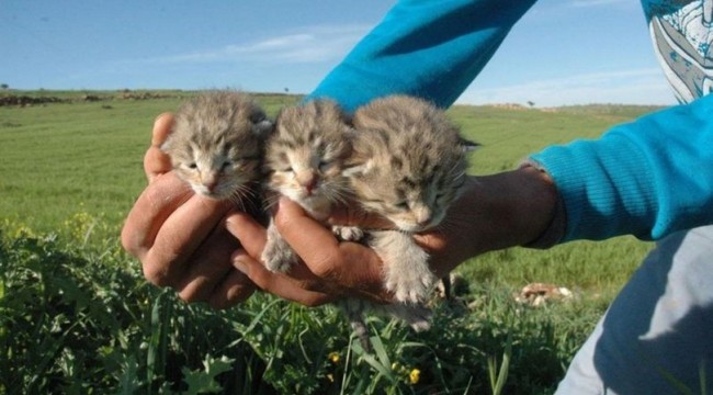 Diyarbakır’da bir yetişkin ve 3 yavru leopar görüldü