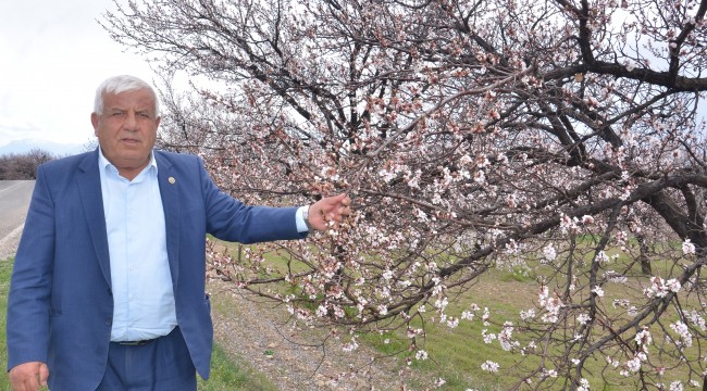 Elbistan’da çiçek açan kayısı ağaçları çiftçiyi umutlandırdı