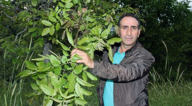 Geç uyanan ceviz ağaçları dondan etkilenmedi