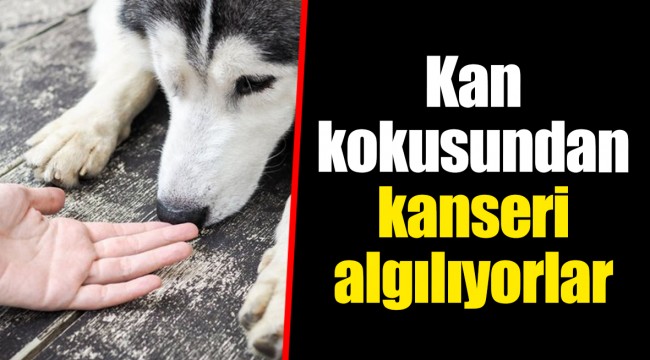 Kan kokusundan kanseri algılıyorlar