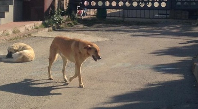 Köpeği bıçaklayarak öldüren profesöre beraat