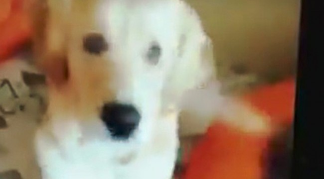 Köpeğin gözüne deodorant sıkan kişi sosyal medyada büyük tepki gördü