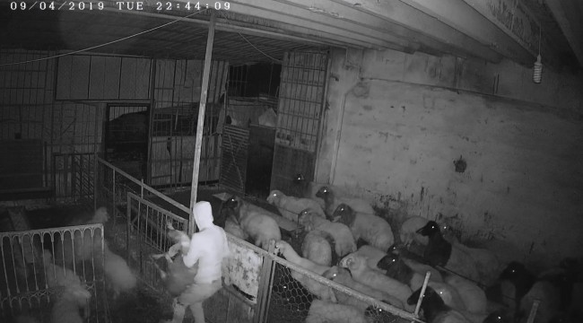 Koyun çalmaya çalışırken suçüstü yakalanan şahıs tutuklandı