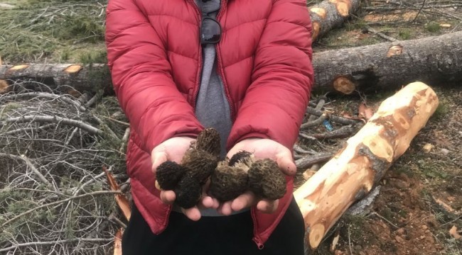 Kuzugöbeği mantarının kilosu 100 liradan satılıyor