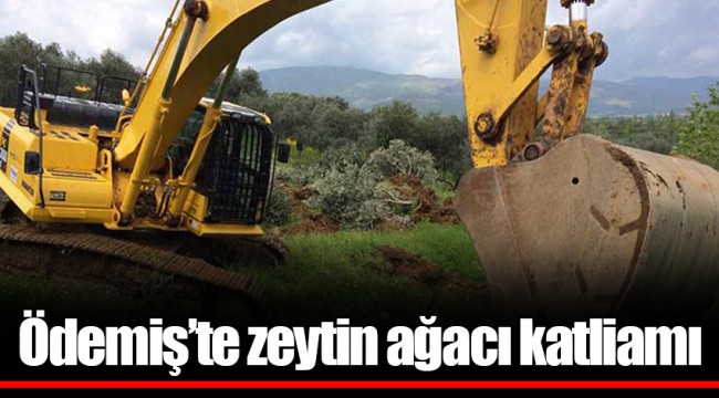 Ödemiş’te zeytin ağacı katliamı