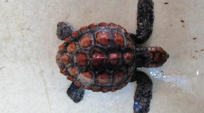 Plastik poşet yutan caretta caretta öldü