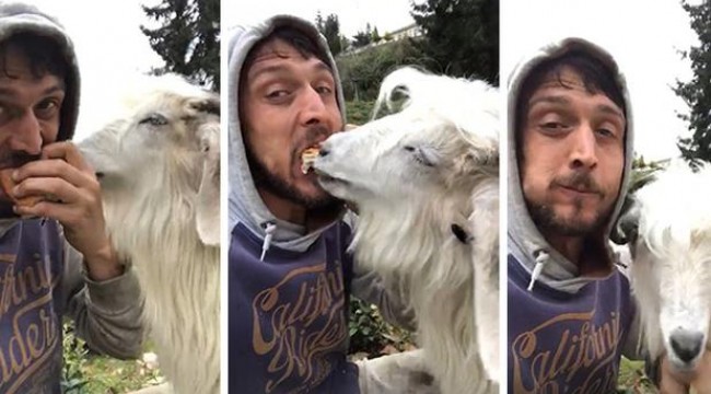 Rizeli gencin keçi ile ekmek kavgası sosyal medyada ilgi çekti
