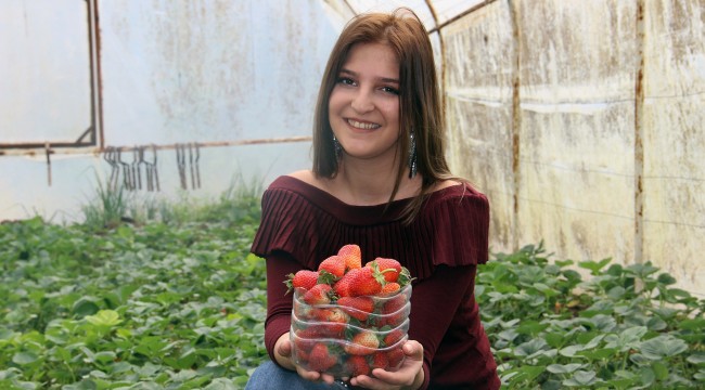 Sezonun ilk Osmanlı çileği çıktı, fiyatı el yakıyor