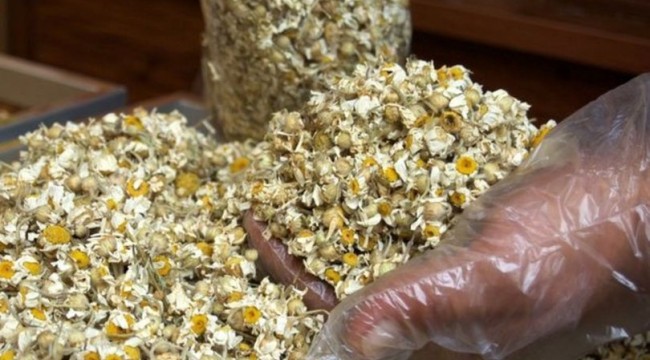 Tedavi amaçlı kullanılacak bitkilere dikkat!