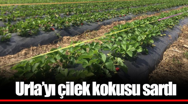 Urla’yı çilek kokusu sardı