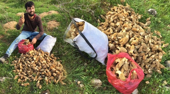Yağmur yağınca ortaya çıktı, kilosu 200 liradan satılıyor