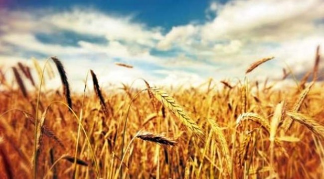 Ziraat odası başkanından vahim açıklama