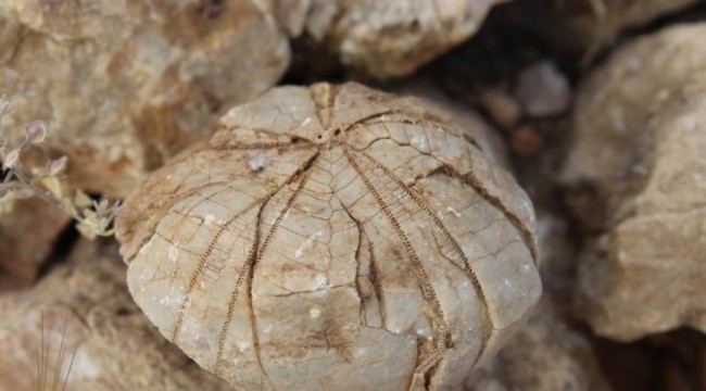 Adıyamanlı çoban 85 milyon yıllık fosil buldu
