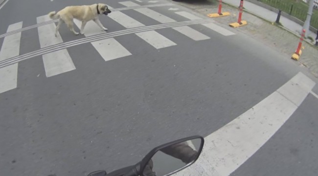 Bebek’te yaya geçidini kullanan köpek kamerada