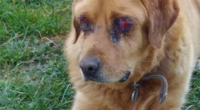 Bir vahşet de Tokat'ta! Köpeğin gözlerini oymuşlar
