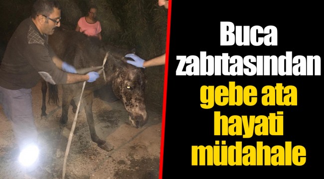Buca zabıtasından gebe ata hayati müdahale