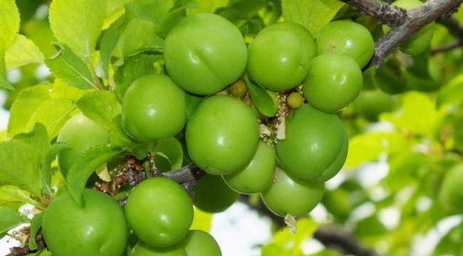 Göksu Vadisi'nin eriği Türkiye'ye dağıtılıyor