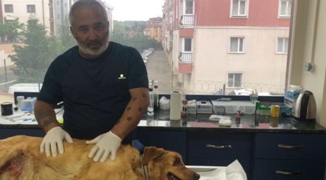 Gözleri oyulduğu iddia edilen köpek kanser hastası çıktı