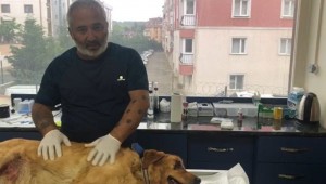 Gözleri oyulduğu iddia edilen köpek kanser hastası çıktı