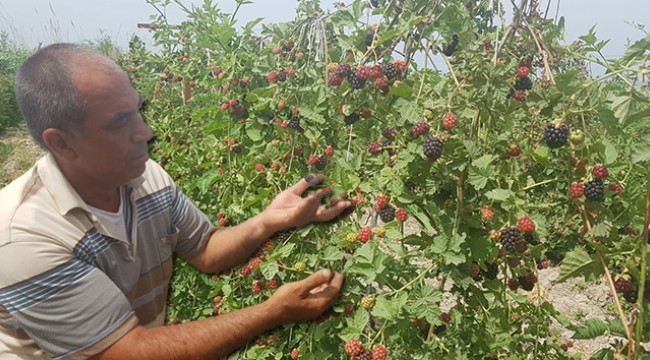 İzlediği belgeselden etkilenip böğürtlen ekti, şimdi siparişlere yetişemiyor