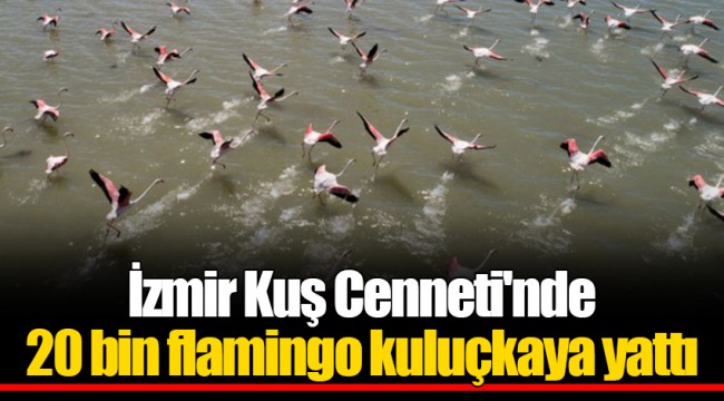 İzmir Kuş Cenneti'nde 20 bin flamingo kuluçkaya yattı