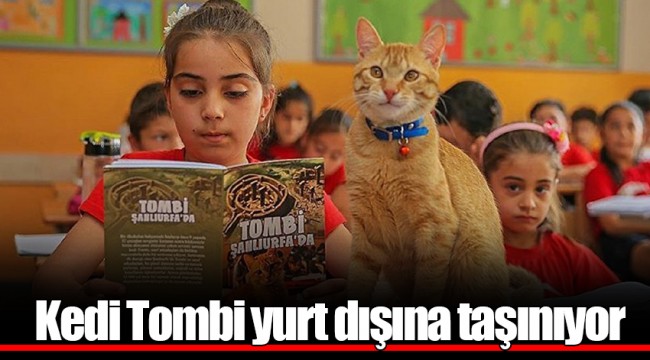 Kedi Tombi yurt dışına taşınıyor