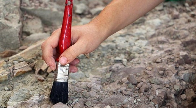 Kök bitkilerin pişirilmesine dair en eski kanıtlar bulundu