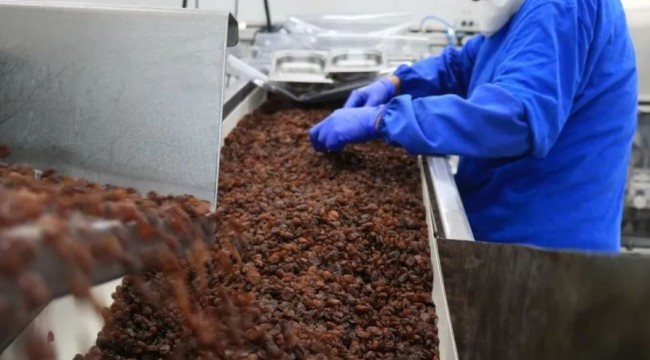 Kuru üzüm ihracatında "Uzak Doğu" bereketi