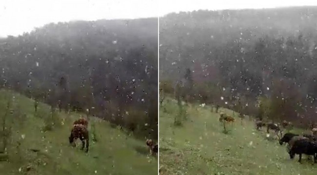Mayıs ayında lapa lapa yağan kar şaşırttı