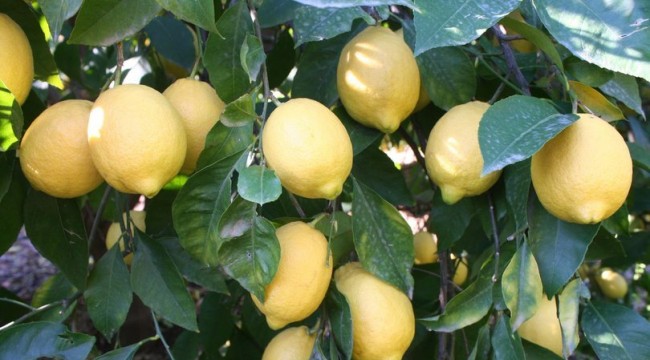 Nisan ayının şampiyonu limon