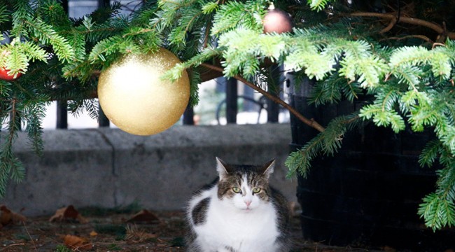 Rusya’da kedi alerjisine karşı aşı geliştiriliyor