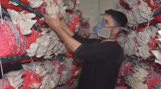 Satmak için ürün bulamayınca kızdı ve serasını kurdu