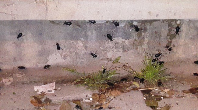 Siyah böcekler Şanlıurfa’yı esir aldı
