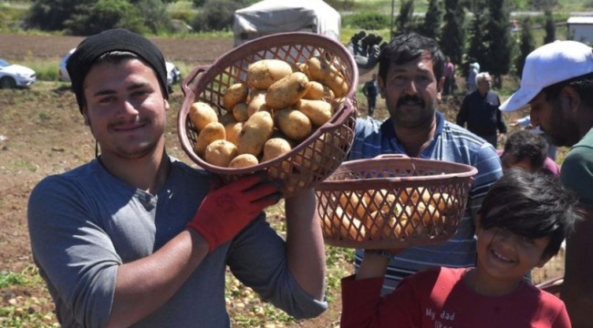 Turfanda patates yüzleri güldürdü