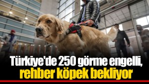 Türkiye'de 250 görme engelli, rehber köpek bekliyor
