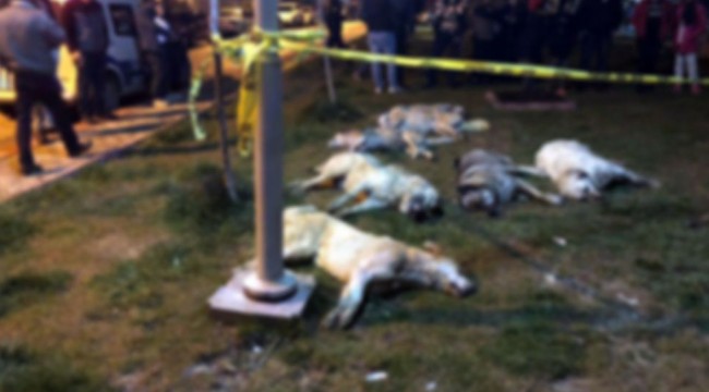 Türkiye’de bir ilk: Öldürülen sokak köpekleri için mahkemeden Ankara Büyükşehir’e davet