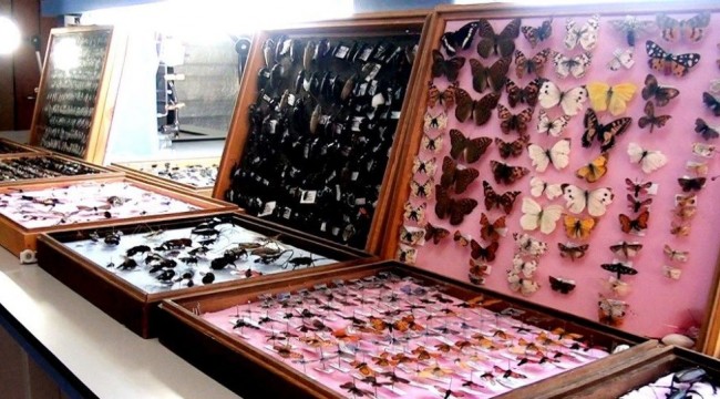 25 yıl boyunca topladığı 3 bin böcek için müze oluşturdu: 'Böceğe karşı bir ön yargı var'