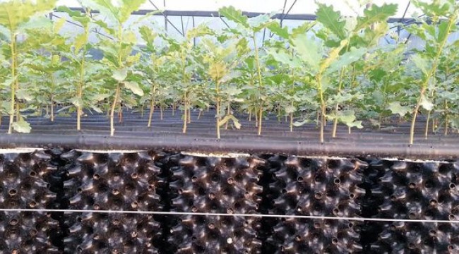 357 hektar alanda trüf bahçesi kuruldu