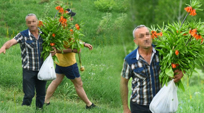 60 bin TL cezası olan laleleri koparıp götürdüler