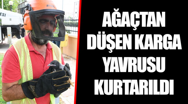 AĞAÇTAN DÜŞEN KARGA YAVRUSU KURTARILDI