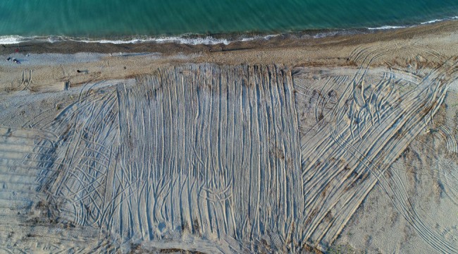 Antalya'da tarla gibi sürülen caretta caretta kumsalında kaybolan yuva sayısı 100'ü geçti