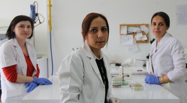 Artan kağıt maliyetlerine karşı bakteriyel selüloz ürettiler