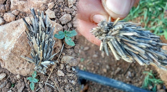 Bitki kökü sandılar 'mantolu böcek' çıktı
