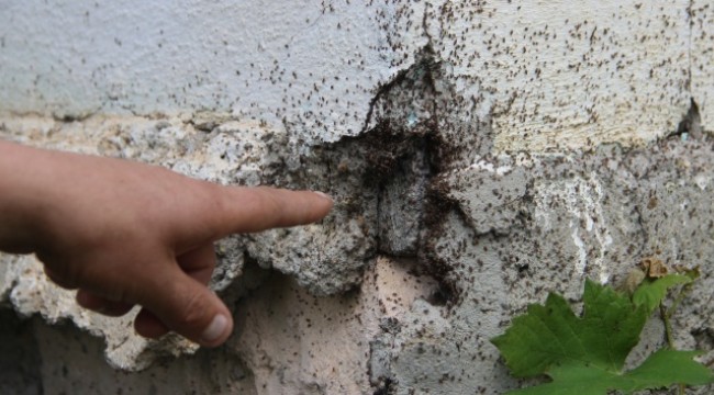 Böcek istilası başlayınca mahalleli evlerini boşalttı