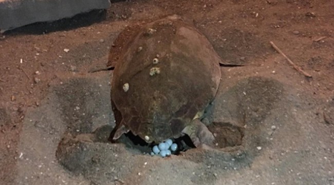 Caretta carettalar 3 yıl sonra yeniden Didim sahilinde