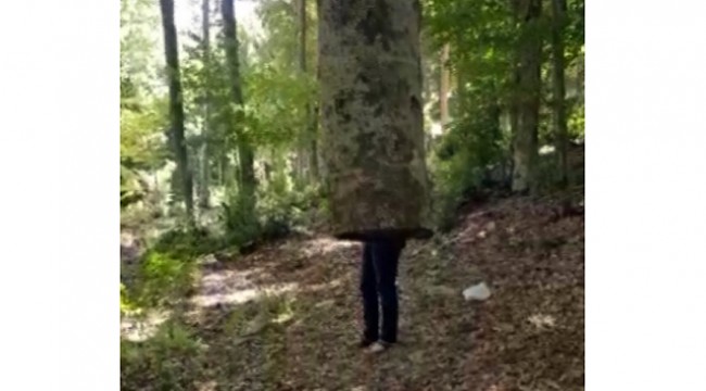 Havada duran ağaç görenleri şaşkına çeviriyor