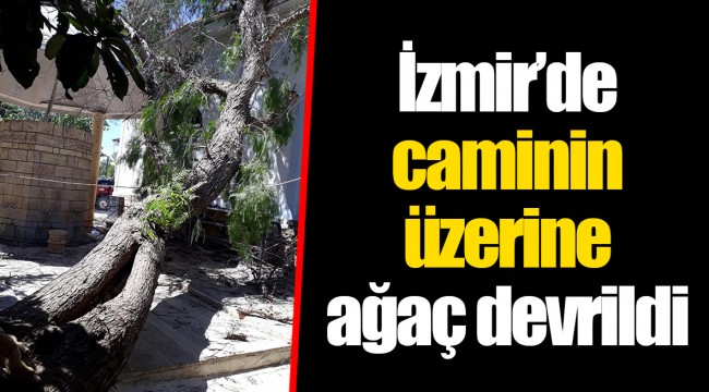 İzmir’de caminin üzerine ağaç devrildi