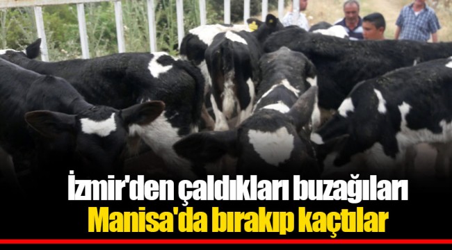 İzmir'den çaldıkları buzağıları Manisa'da bırakıp kaçtılar