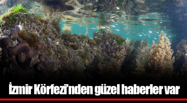 İzmir Körfezi’nden güzel haberler var